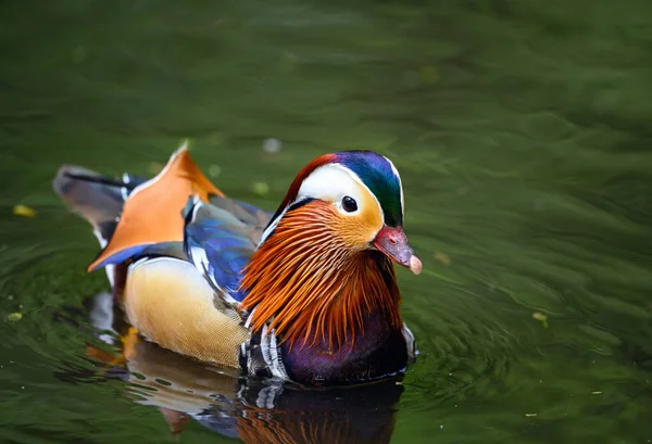 Männliche Mandarinenente Schwimmt Auf Einem See Kent Großbritannien Nahaufnahme Einer — Stockfoto