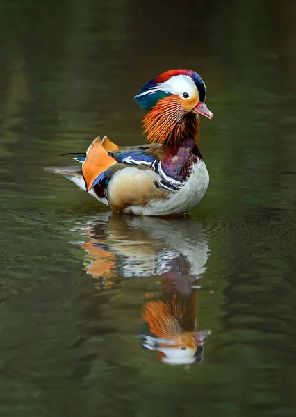 Männliche Mandarinenente Schwimmt Auf Einem See Kent Großbritannien Eine Ente — Stockfoto