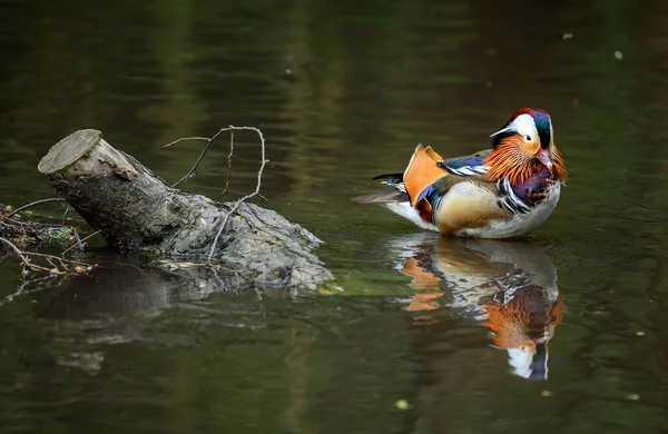 Männliche Mandarinenente Steht Einem See Kent Großbritannien Eine Ente Neben — Stockfoto