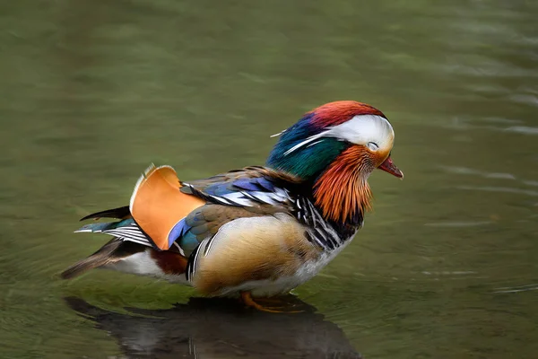 Männliche Mandarinenente Steht Einem See Kent Großbritannien Ente Mit Geschlossenen — Stockfoto