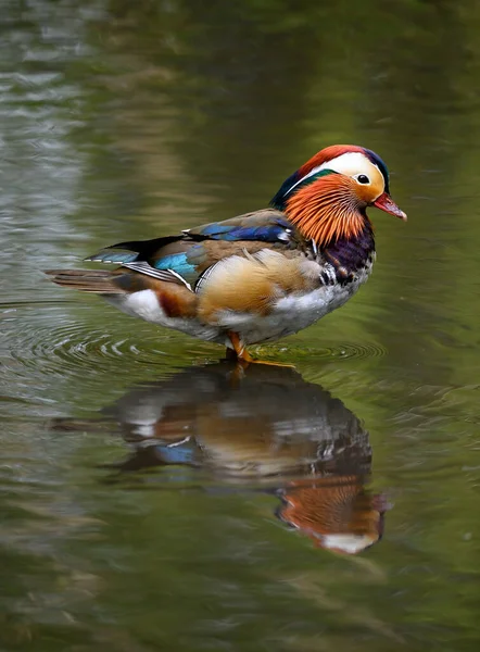 Männliche Mandarinenente Steht Einem See Kent Großbritannien Ente Nach Rechts — Stockfoto