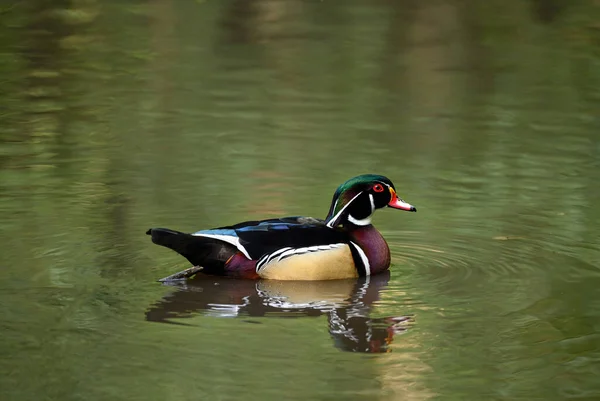 Male Wood Duck Swimming Lake Kent Colorful Duck Has Some — Stock Photo, Image