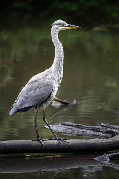 stock image Grey heron in a river in Kent, UK. The heron is on a log standing tall in portrait view. Grey heron (Ardea cinerea) in Kelsey Park, Beckenham, Greater London. The park is famous for its herons.