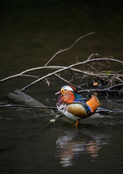 Männliche Mandarinenente Steht Einem See Kent Großbritannien Ente Mit Reflektiertem — Stockfoto