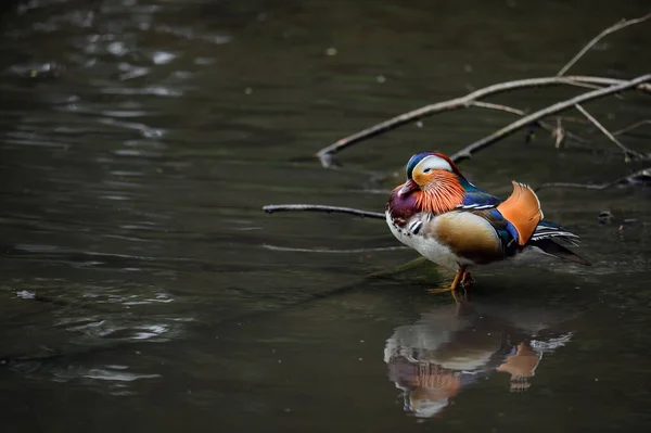 Männliche Mandarinenente Steht Einem See Kent Großbritannien Ente Mit Reflektiertem — Stockfoto