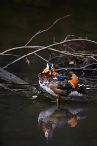 Männliche Mandarinenente Steht Einem See Kent Großbritannien Ente Mit Blick — Stockfoto