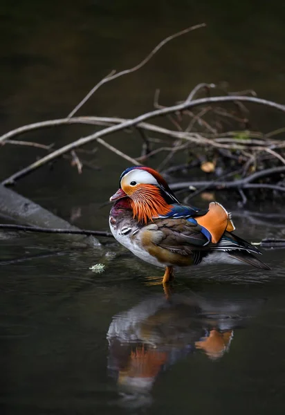 Manlig Mandarinanka Stående Sjö Kent Storbritannien Duck Tittar Vänster Mandarinanka — Stockfoto
