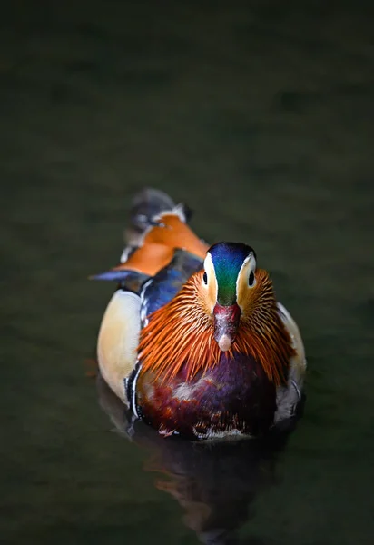 Canard Mandarin Mâle Nageant Sur Lac Dans Kent Royaume Uni — Photo
