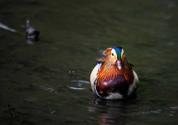 Männliche Mandarinenente Schwimmt Auf Einem See Kent Großbritannien Nahaufnahme Einer — Stockfoto