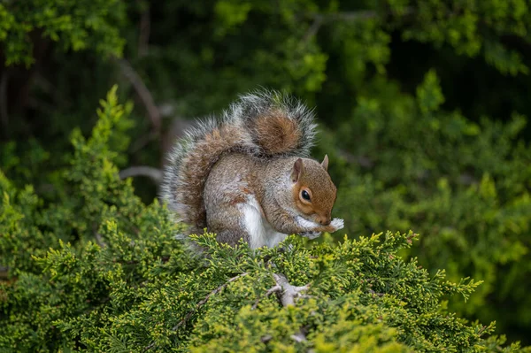 A squirrel sitting in a tree. Squirrel facing half right cleaning its paw. Grey Squirrel (Sciurus carolinensis) in Beckenham, Kent, UK. Landscape image
