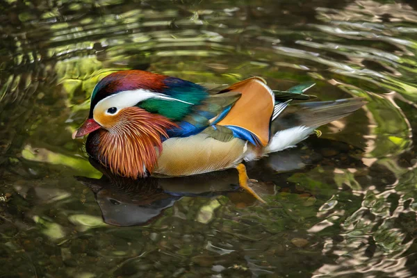 Männliche Mandarinenente Schwimmt Auf Einem See Nahaufnahme Einer Ente Auf — Stockfoto