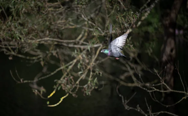 飛行中のロック鳩や一般的な鳩やフェラル鳩 背後に木の風景画像 ロック鳩または一般的な鳩 Columba Livia ケルシー公園 ベッケンハム ケント — ストック写真