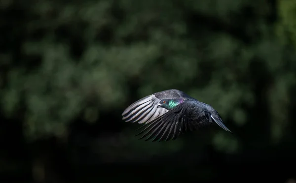 飛行中のロック鳩や一般的な鳩やフェラル鳩 翼を下にした風景画像 ロック鳩または一般的な鳩 Columba Livia ケルシー公園 ベッケンハム ケント — ストック写真