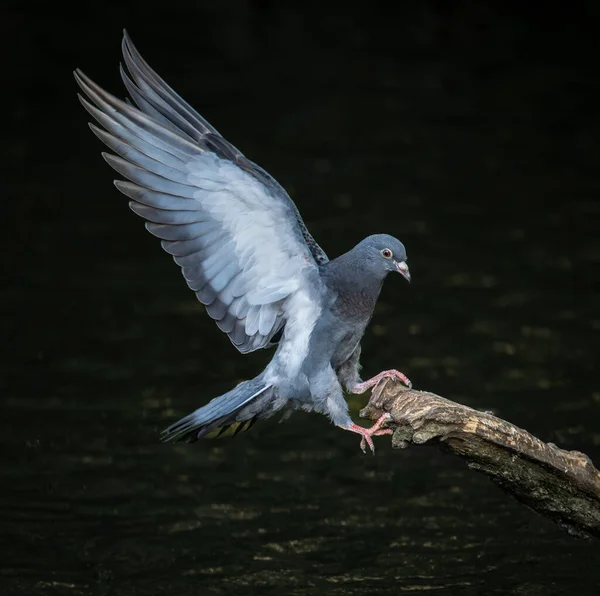 岩鸽或普通鸽子或野鸽降落在有充分伸展翅膀的树枝上 英国肯特贝肯纳姆凯尔西公园的岩鸽或普通鸽子 Columba Livia — 图库照片