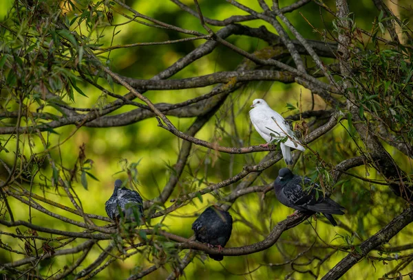 緑の背景の木に座っている岩鳩や一般的なハトや野生のハト ロック鳩または一般的な鳩 Columba Livia ケルシー公園 ベッケンハム ケント — ストック写真