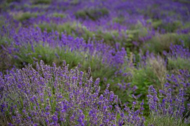 Tarlada sıralanmış lavanta bitkileri. Mor çiçekler ve sığ tarlalar. Gökyüzü olmayan manzara oryantasyonu.
