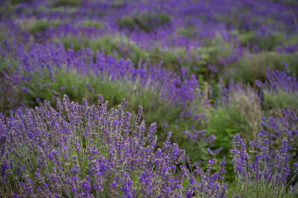 Ряды Лавандовых Растений Поле Фиолетовые Цветы Мелкой Глубиной Резкости Ориентация — стоковое фото