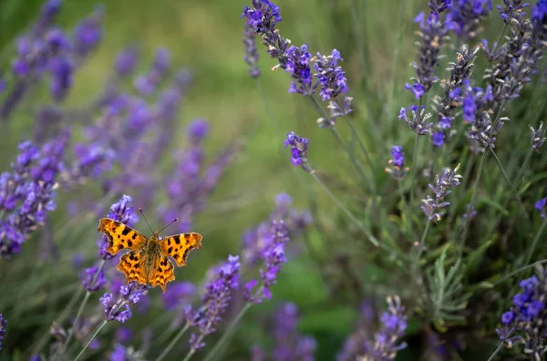 Primer Plano Mariposa Anaranjada Sobre Planta Lavanda Campo Flores Púrpuras Imagen De Stock