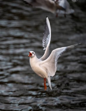 Kışlık tüylü siyah başlı martı. Martı gölün arkasında uçuyor. Kelsey Park, Beckenham, Kent, İngiltere 'de Siyah başlı martı (Chroicocephalus ridibundus).