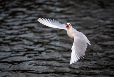Kışlık tüylü siyah başlı martı. Martı gölün arkasında uçuyor. Kelsey Park, Beckenham, Kent, İngiltere 'de Siyah başlı martı (Chroicocephalus ridibundus).