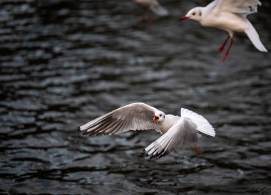 Kışlık tüylü siyah başlı martı. Martı gölün arkasında uçuyor. Kelsey Park, Beckenham, Kent, İngiltere 'de Siyah başlı martı (Chroicocephalus ridibundus).