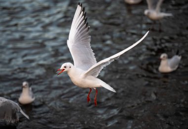 Kışlık tüylü siyah başlı martı. Martı gölün arkasında uçuyor. Kelsey Park, Beckenham, Kent, İngiltere 'de Siyah başlı martı (Chroicocephalus ridibundus).