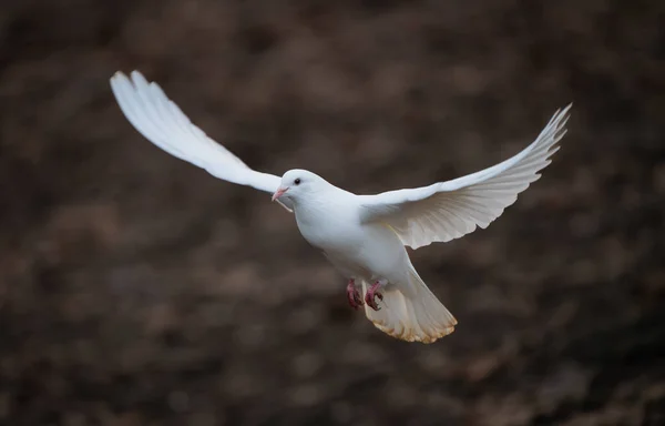 White dove in flight. Rock dove or common pigeon or feral pigeon with no other birds in the frame. White dove (Columba livia) in Kelsey Park, Beckenham, Kent, UK.