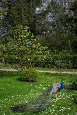 Peacock in Kyoto Garden, a Japanese garden in Holland Park, London, UK. Holland Park is a public park in the London borough of Kensington. Indian peafowl (Pavo cristatus). clipart