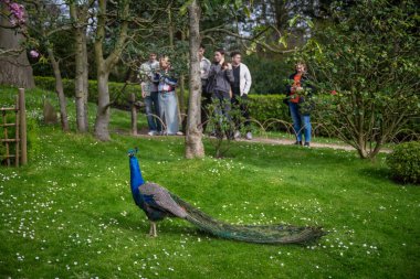 London, UK: People watching a peacock in Kyoto Garden, a Japanese garden in Holland Park, a park in the London borough of Kensington. Indian peafowl (Pavo cristatus). clipart