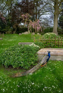 Peacock in Kyoto Garden, a Japanese garden in Holland Park, London, UK. Holland Park is a public park in the London borough of Kensington. Indian peafowl (Pavo cristatus). clipart