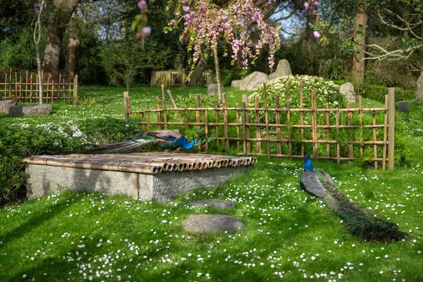 stock image Two peacocks in Kyoto Garden, a Japanese garden in Holland Park, London, UK. Holland Park is a public park in the London borough of Kensington. Indian peafowl (Pavo cristatus).