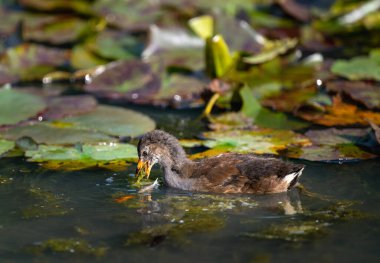 Genç bozkır tavuğu gölde yüzüyor ve arkasında nilüferlerle besleniyor. Kent, İngiltere 'de yaygın moorhen (Gallinula kloropus). Bu su kuşu bataklık tavuğu, bataklık tavuğu ya da su tavuğu olarak da bilinir..