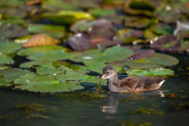 Genç bozkır tavuğu gölde yüzüyor ve arkasında nilüferlerle besleniyor. Kent, İngiltere 'de yaygın moorhen (Gallinula kloropus). Bu su kuşu bataklık tavuğu, bataklık tavuğu ya da su tavuğu olarak da bilinir..