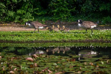 Family of Canada Geese walking by a pond. Two adult birds and four goslings. Canada goose (Branta canadensis), Kent, UK. clipart