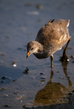 Havuzda yürüyen genç bir bozkır tavuğu. Kent, İngiltere 'de yaygın moorhen (Gallinula kloropus). Bu su kuşu bataklık tavuğu, bataklık tavuğu ya da su tavuğu olarak da bilinir..