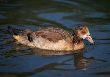 Juvenile Egyptian goose swimming in a pond with reflection. Egyptian goose (Alopochen aegyptiaca), Kent, UK. clipart