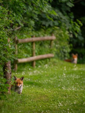 Çimlerin üzerinde oturan iki tilki. Ön plandaki tilkiye odaklan. Kızıl Tilki (Vulpes vulpes), Kent, İngiltere.