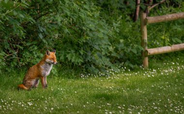 Çimlerin üzerinde oturan bir tilki ve arkasında bitkiler. Kızıl Tilki (Vulpes vulpes), Kent, İngiltere.