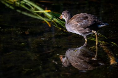 Genç bozkır tavuğu suyun içinde yansıyarak duruyor. Arka planda sazlıklar var. Kent, İngiltere 'de yaygın moorhen (Gallinula kloropus).