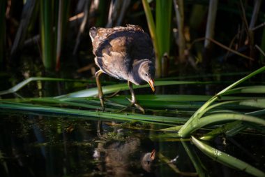 Genç bozkır tavuğu sazlıkların üzerinde dikiliyor. Kent, İngiltere 'de yaygın moorhen (Gallinula kloropus).