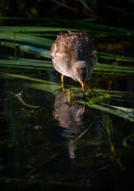 Genç bozkır tavuğu sazlıkların üzerinde duruyor ve besleniyor. Kent, İngiltere 'de yaygın moorhen (Gallinula kloropus).