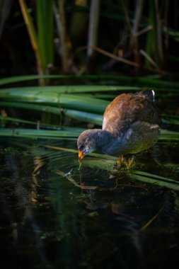 Genç bozkır tavuğu sazlıkların üzerinde duruyor ve besleniyor. Kent, İngiltere 'de yaygın moorhen (Gallinula kloropus).