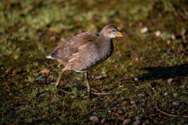 Parlak gün ışığında yürüyen genç bir bozkır tavuğu. Kent, İngiltere 'de yaygın moorhen (Gallinula kloropus).