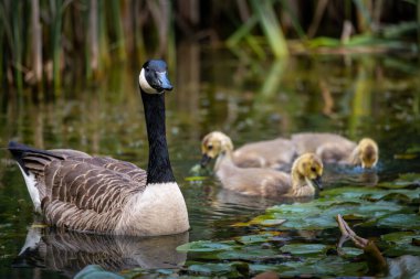 Kanadalı kaz ailesi, bir yetişkin kuş ve üç yavru kamışla birlikte sazlıklar ve nilüferlerle birlikte gölette yüzüyor. Kanada kazları (Branta canadensis) Kent, İngiltere 'de.