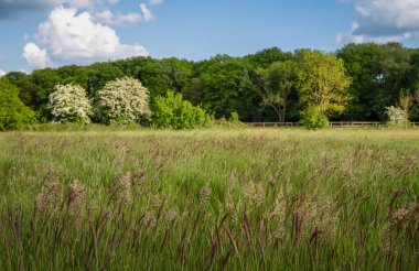 Arkasında çimenler ve ağaçlar olan bir tarla. İngiltere, Surrey 'deki Farleigh yakınlarındaki İngiliz kırsalının güzel manzarası. Önplan odağı.