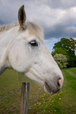 Tarlada gri bir atın başı arkasında ağaçlar olan bir çitin üzerinden bakıyor.