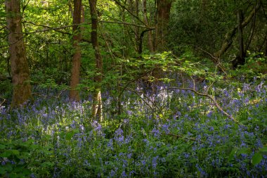 Ağaçların arasından süzülen güneş ışığıyla (Hyacinthoides non-scripta) çalılıklarda. Surrey, İngiltere 'de Farleigh yakınlarında güzel bir bahar doğa sahnesi.