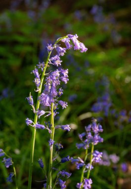 İngiliz kırsalında çan çiçeklerini (Hyacinthoides non-scripta) kapatın. Surrey, İngiltere 'de Farleigh yakınlarında güzel bir bahar doğa sahnesi.