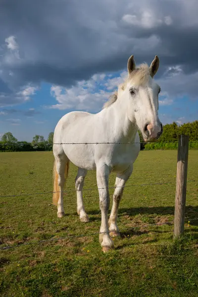 Gri bir at tarlada dikilip çitin üstünden bakıyor. Surrey, İngiltere 'de Farleigh yakınlarında bir çiftlik sahnesi..