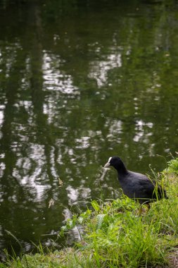 İngiltere, Londra 'daki Southall' da Büyük Birlik Kanalı 'nın yanında duran bir keçi. Avrasya ördeği (Fulica atra). 